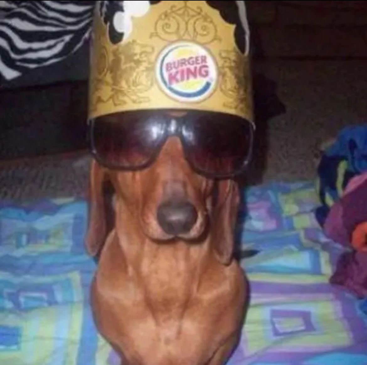 High Quality King dog Blank Meme Template