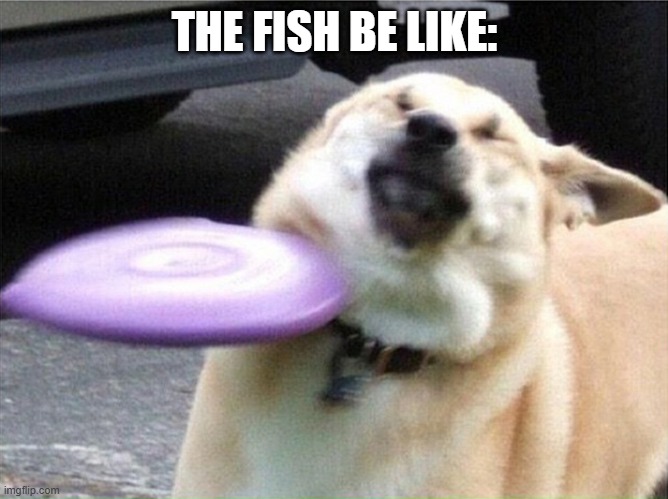 Dog hit by frisbee | THE FISH BE LIKE: | image tagged in dog hit by frisbee | made w/ Imgflip meme maker