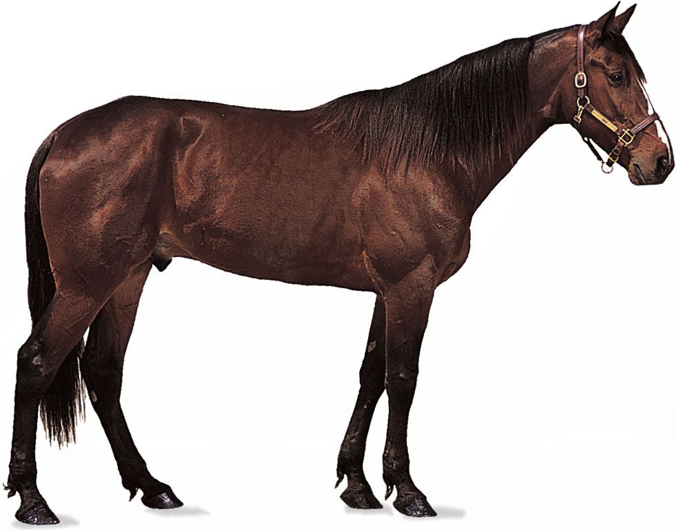 Horse Blank Meme Template