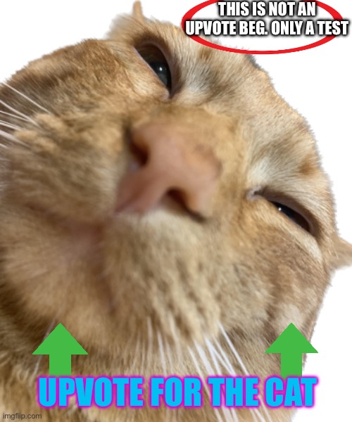 THIS IS NOT AN UPVOTE BEG. ONLY A TEST; UPVOTE FOR THE CAT | image tagged in this is a test,memes,upvote begging,first world problems,cats,wisdom | made w/ Imgflip meme maker