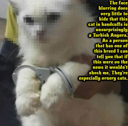 Angora In Handcuffs | The face blurring does very little to hide that this cat in handcuffs is unsurprisingly a Turkish Angora. As a person that has one of this breed I can tell you that if this were on the news it wouldn't shock me. They're especially ornery cats. | image tagged in gifs,cats,funny,arrested,ornery,especially mischievous cat breed | made w/ Imgflip meme maker