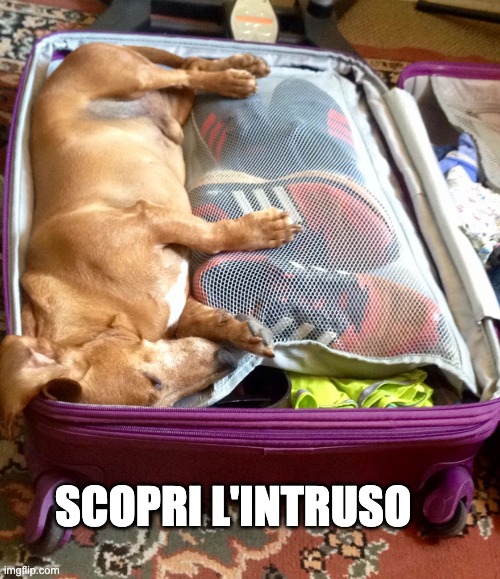 PET FRIENDLY | SCOPRI L'INTRUSO | image tagged in holidays | made w/ Imgflip meme maker