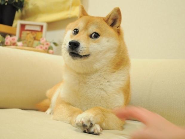 Doge Blank Meme Template