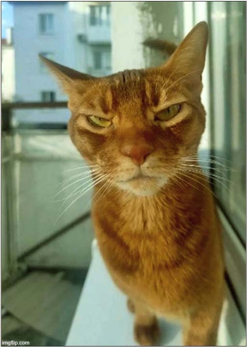 This Cat Is Judging You ! | image tagged in cats,judging you | made w/ Imgflip meme maker