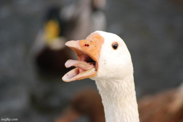 Angry Goose | image tagged in angry goose | made w/ Imgflip meme maker