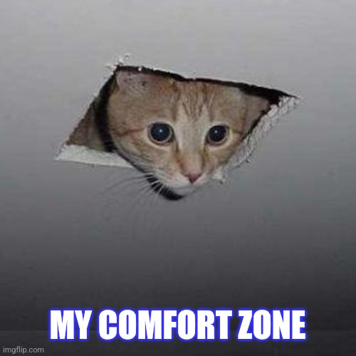 Comfort zone | MY COMFORT ZONE | image tagged in memes,ceiling cat | made w/ Imgflip meme maker