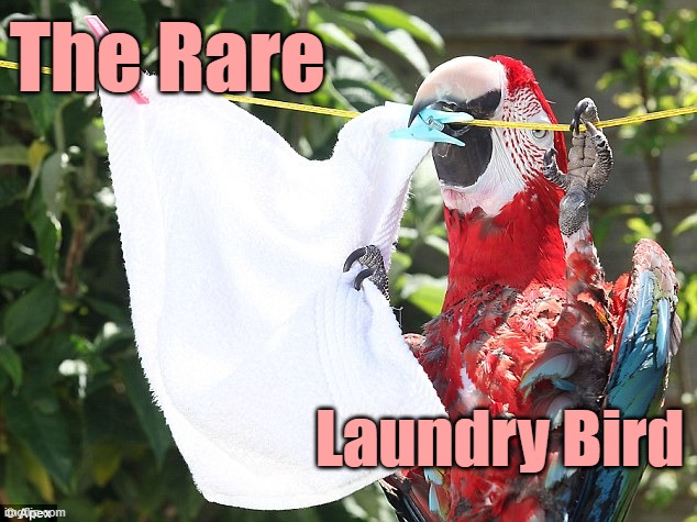 Rare Laundry Bird | The Rare; Laundry Bird | image tagged in birb doing chores | made w/ Imgflip meme maker