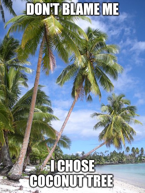 DON'T BLAME ME; I CHOSE COCONUT TREE | image tagged in lol | made w/ Imgflip meme maker