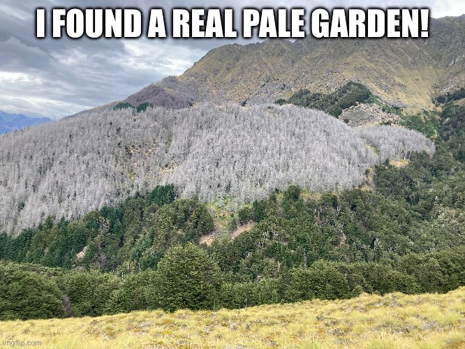 This was taken in New Zealand | I FOUND A REAL PALE GARDEN! | image tagged in minecraft,in real life | made w/ Imgflip meme maker