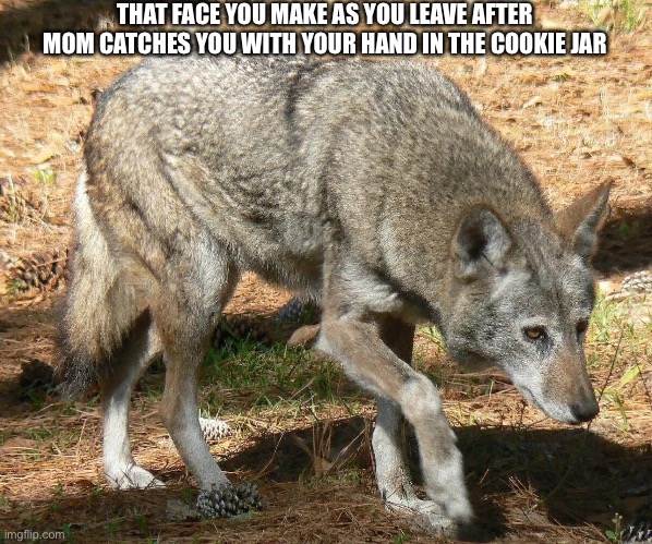 We ALL felt like this as a kid | THAT FACE YOU MAKE AS YOU LEAVE AFTER MOM CATCHES YOU WITH YOUR HAND IN THE COOKIE JAR | image tagged in ashamed red wolf | made w/ Imgflip meme maker