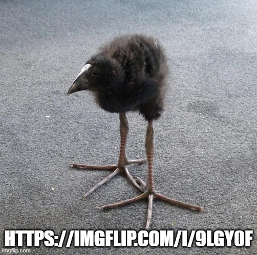 Pukeko chick | HTTPS://IMGFLIP.COM/I/9LGY0F | image tagged in pukeko chick | made w/ Imgflip meme maker