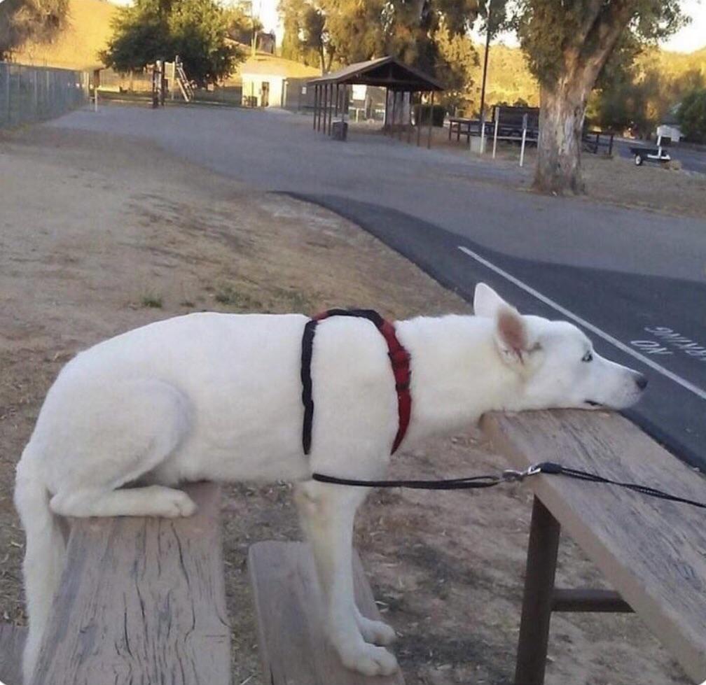 Dog is sitting standing laying Blank Meme Template