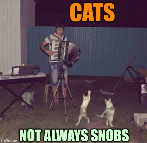 Who'd a thunk? | CATS; DJ Anomalous; NOT ALWAYS SNOBS | image tagged in cat,having fun,stereotype,snob,cat meme,cats | made w/ Imgflip meme maker