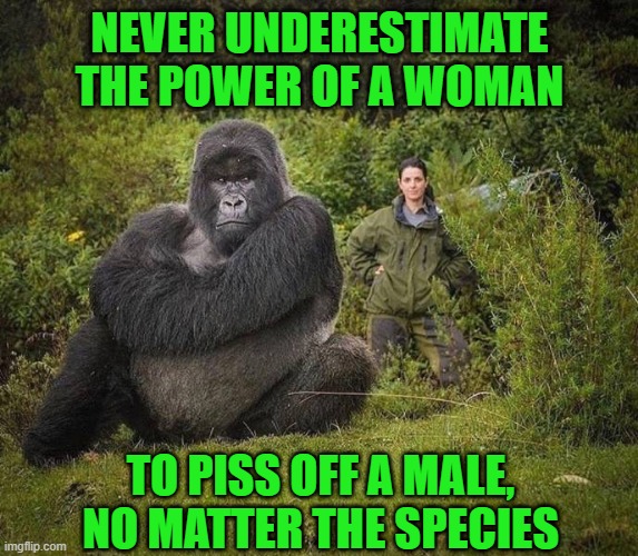 They can't help it | NEVER UNDERESTIMATE THE POWER OF A WOMAN; TO PISS OFF A MALE, NO MATTER THE SPECIES | image tagged in women vs men,pissed off,apes | made w/ Imgflip meme maker