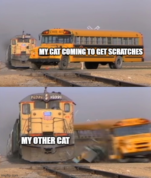 Cats | MY CAT COMING TO GET SCRATCHES; MY OTHER CAT | image tagged in a train hitting a school bus | made w/ Imgflip meme maker