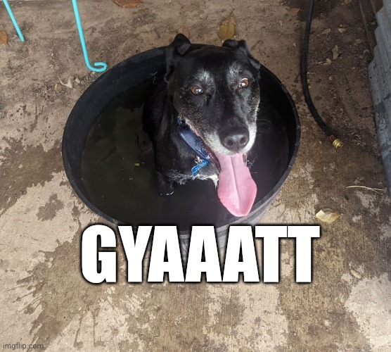 Rizzing the daggies | GYAAATT | image tagged in gyatt,dog | made w/ Imgflip meme maker