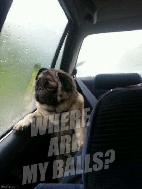 Introspective Pug | WHERE ARE MY BALLS? | image tagged in introspective pug | made w/ Imgflip meme maker