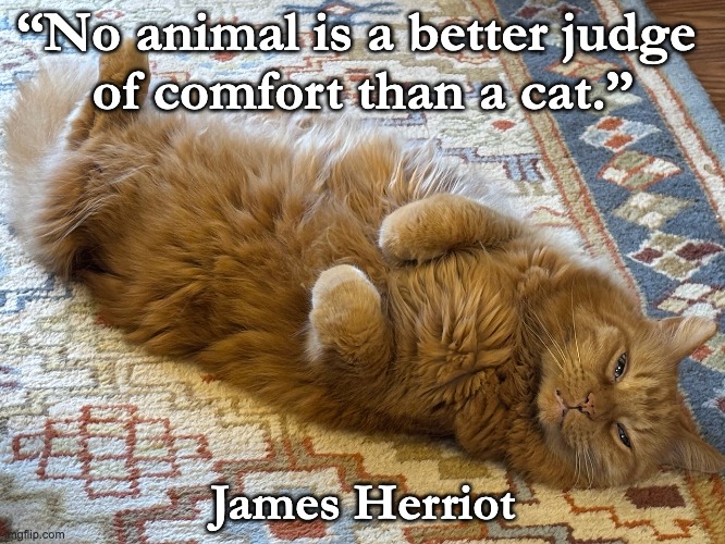 Cat Comfort | “No animal is a better judge 
of comfort than a cat.”; James Herriot | image tagged in funny animals | made w/ Imgflip meme maker