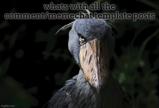 shoebill | whats with all the comment/memechat template posts | image tagged in shoebill | made w/ Imgflip meme maker