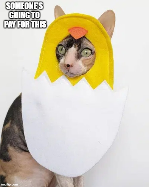 memes by Brad - Someone's going to pay for this cats Easter costume - funny - | SOMEONE'S GOING TO  PAY FOR THIS | image tagged in cats,kitten,easter,easter bunny,funny,humor | made w/ Imgflip meme maker