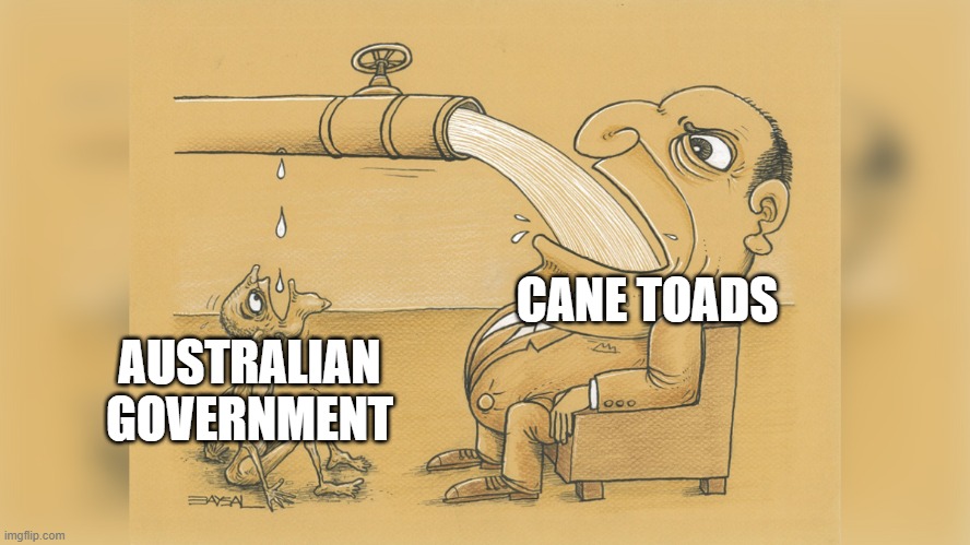 australian invasive species | CANE TOADS; AUSTRALIAN GOVERNMENT | image tagged in water hose/faucet meme,australia,cane toads,drought | made w/ Imgflip meme maker