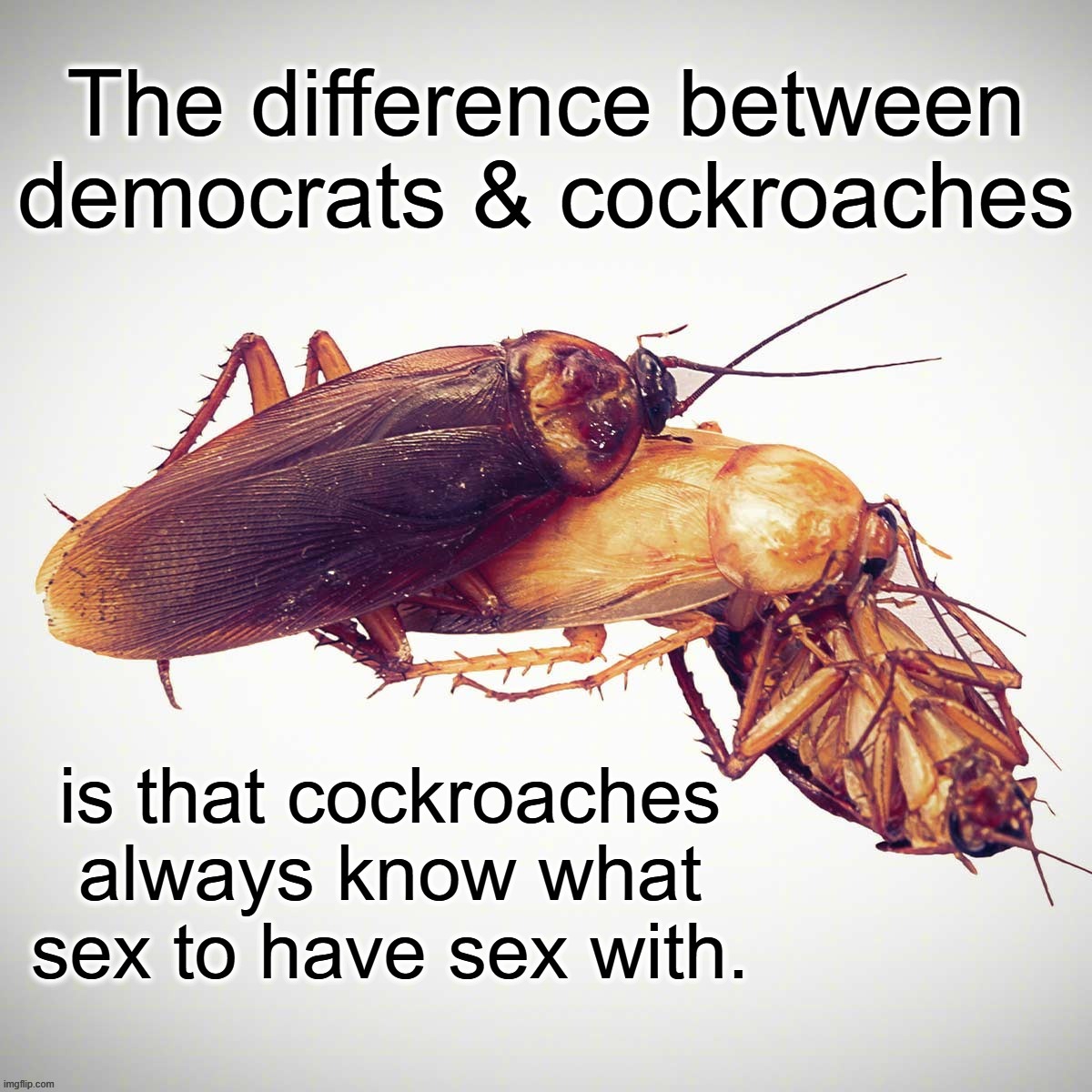 The difference between democrats, Nazis, & cockroaches. | image tagged in democrats,cockroaches,sex,sex education,reproduction,the more you know | made w/ Imgflip meme maker