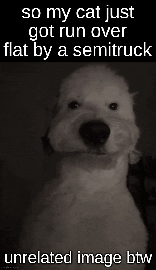 stupid dog | so my cat just got run over flat by a semitruck; unrelated image btw | image tagged in stupid dog | made w/ Imgflip meme maker