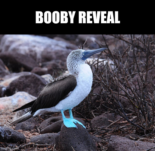 BOOBY REVEAL | image tagged in memes,blank transparent square | made w/ Imgflip meme maker
