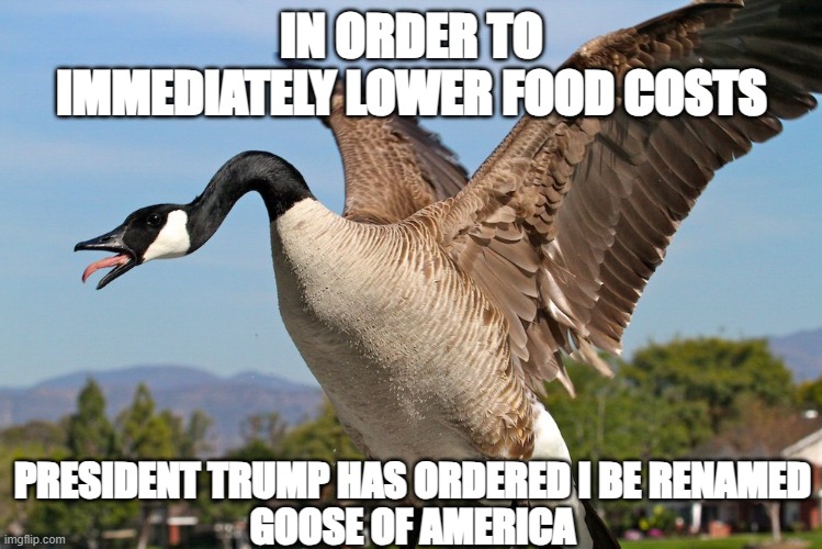 Goose of America | IN ORDER TO IMMEDIATELY LOWER FOOD COSTS; PRESIDENT TRUMP HAS ORDERED I BE RENAMED
GOOSE OF AMERICA | image tagged in trump,goose | made w/ Imgflip meme maker