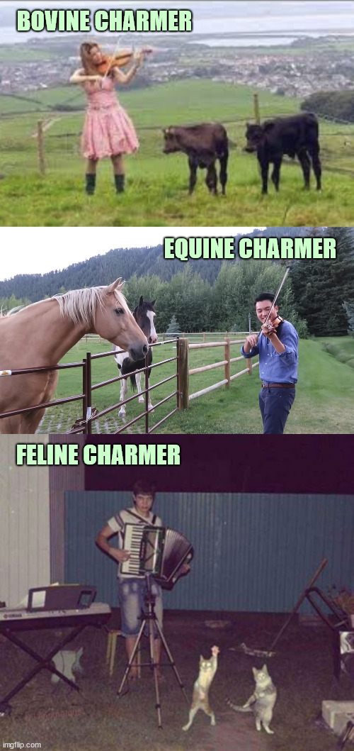 Charming animals with music | BOVINE CHARMER; EQUINE CHARMER; FELINE CHARMER; DJ Anomalous | image tagged in animals,cows,horses,cats,charming,music | made w/ Imgflip meme maker