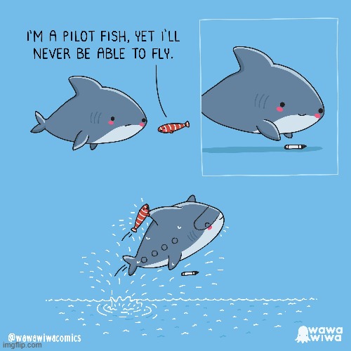 image tagged in fish,pilot,shark,marker,airplane,fly | made w/ Imgflip meme maker