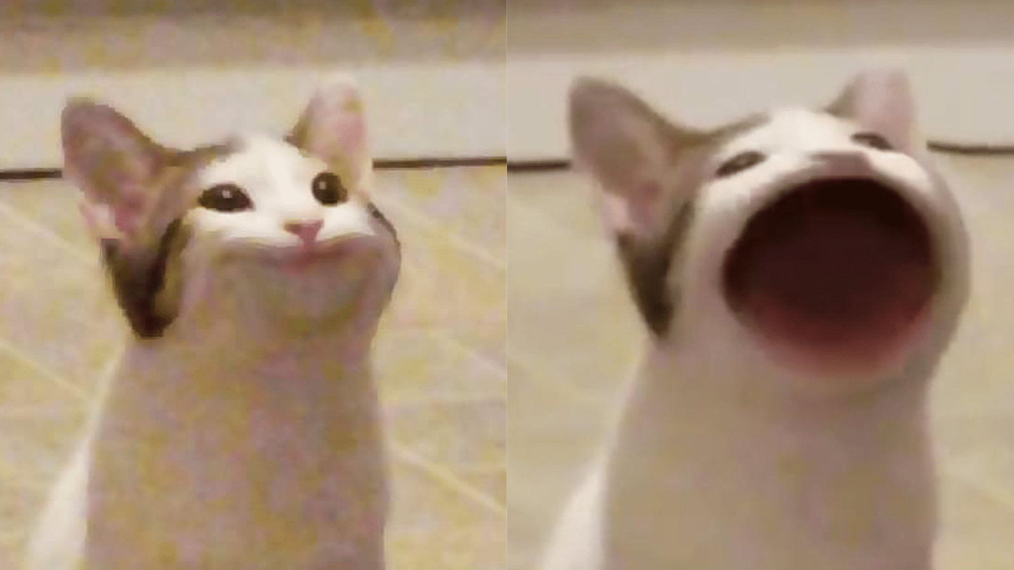 High Quality POOKIE CAT Blank Meme Template