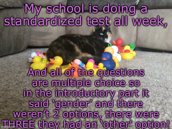 *dances in human rights* | My school is doing a standardized test all week, And all of the questions are multiple choice so in the introductory part it said ‘gender’ and there weren’t 2 options, there were THREE they had an ‘other’ option! | image tagged in star s template | made w/ Imgflip meme maker