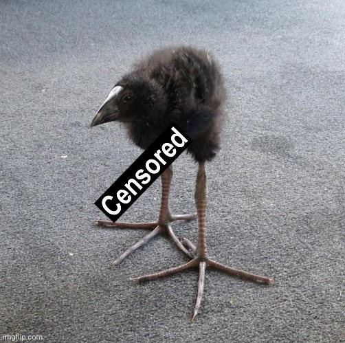 Pukeko chick | image tagged in pukeko chick | made w/ Imgflip meme maker