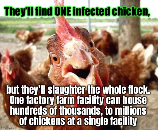 Why not remove that 1?  No, it ain’t about Making Sense. It’s about Controlling the Food Sources | They’ll find ONE infected chicken, but they’ll slaughter the whole flock.
One factory farm facility can house
hundreds of thousands, to millions
of chickens at a single facility | image tagged in chicken,made up bird flu bullshit,stop fvcking with our everything,poison kill your own families not ours,fjb voters gotohell | made w/ Imgflip meme maker