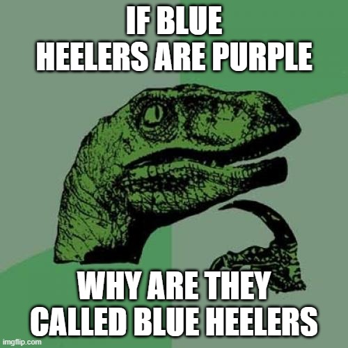 technically the truth | IF BLUE HEELERS ARE PURPLE; WHY ARE THEY CALLED BLUE HEELERS | image tagged in memes,philosoraptor | made w/ Imgflip meme maker