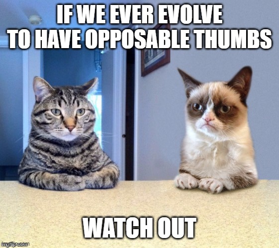 Take a seat cat and grumpy cat review | IF WE EVER EVOLVE TO HAVE OPPOSABLE THUMBS WATCH OUT | image tagged in take a seat cat and grumpy cat review | made w/ Imgflip meme maker