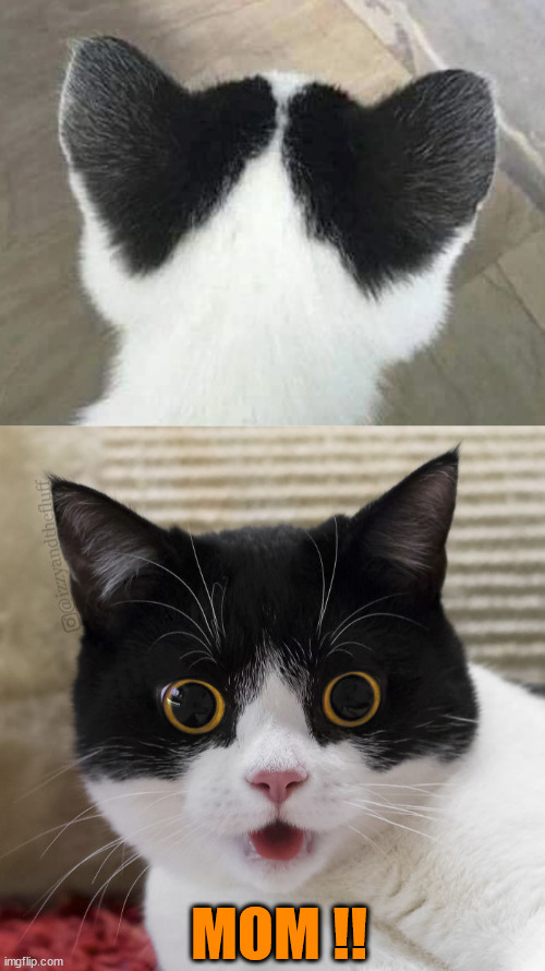 ▬▬comment specific to meme of another cat with heart markings | MOM !! | image tagged in cat,heart,comment | made w/ Imgflip meme maker