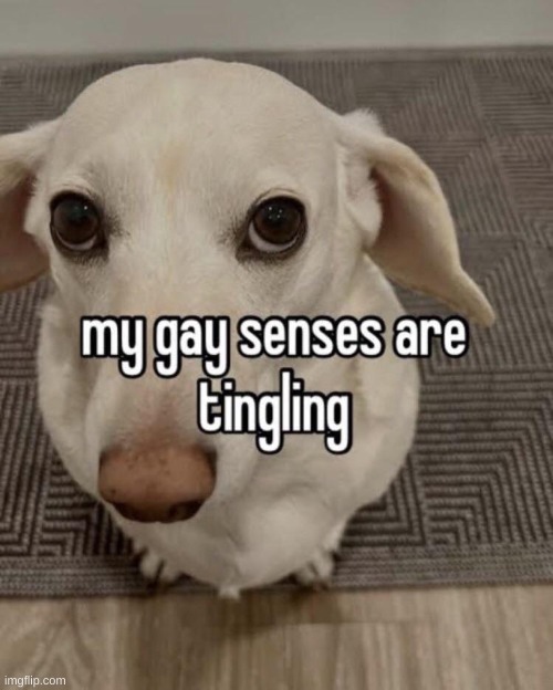 my gay senses are tingling | image tagged in my gay senses are tingling | made w/ Imgflip meme maker