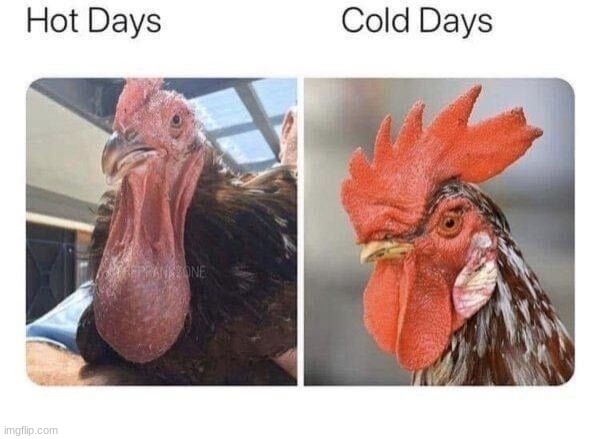 image tagged in mobu,boys,memes only boys understand,chicken,cock | made w/ Imgflip meme maker