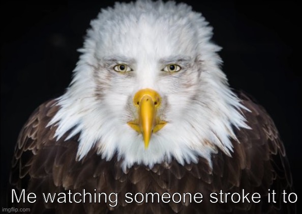 Bald Eagle Stare | Me watching someone stroke it to | image tagged in bald eagle stare | made w/ Imgflip meme maker