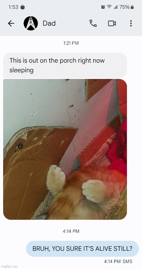 MY DAD'S CAT | image tagged in cats,funny cats | made w/ Imgflip meme maker