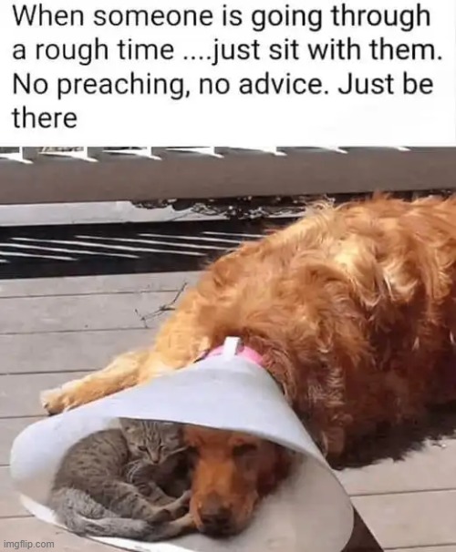 Animal wisdom | image tagged in dogs,cats,people,bad time,friendship,frens | made w/ Imgflip meme maker