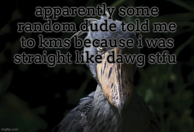 she literally called me straightass like bro wtf does that even mean | apparently some random dude told me to kms because i was straight like dawg stfu | image tagged in shoebill | made w/ Imgflip meme maker