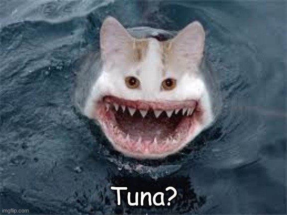 anyone got tuna | Tuna? | image tagged in cat,shark | made w/ Imgflip meme maker