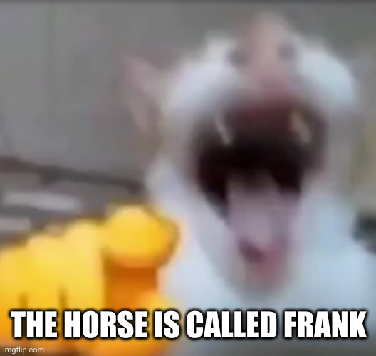 Cat pointing and laughing | THE HORSE IS CALLED FRANK | image tagged in cat pointing and laughing | made w/ Imgflip meme maker