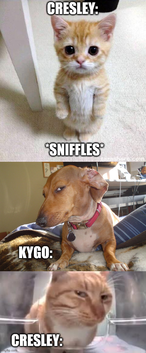 CRESLEY:; *SNIFFLES*; KYGO:; CRESLEY: | image tagged in memes,cute cat,suspicious dog,side eye cat | made w/ Imgflip meme maker