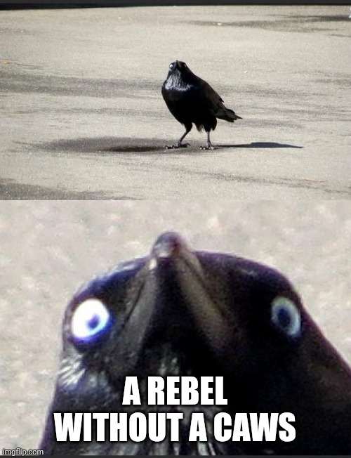 insanity crow | A REBEL WITHOUT A CAWS | image tagged in insanity crow | made w/ Imgflip meme maker