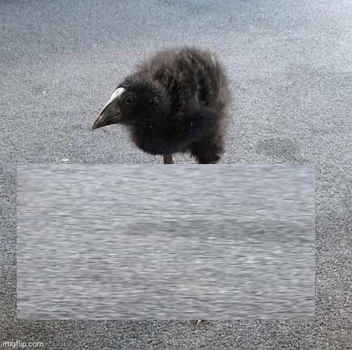 Pukeko chick | image tagged in pukeko chick | made w/ Imgflip meme maker