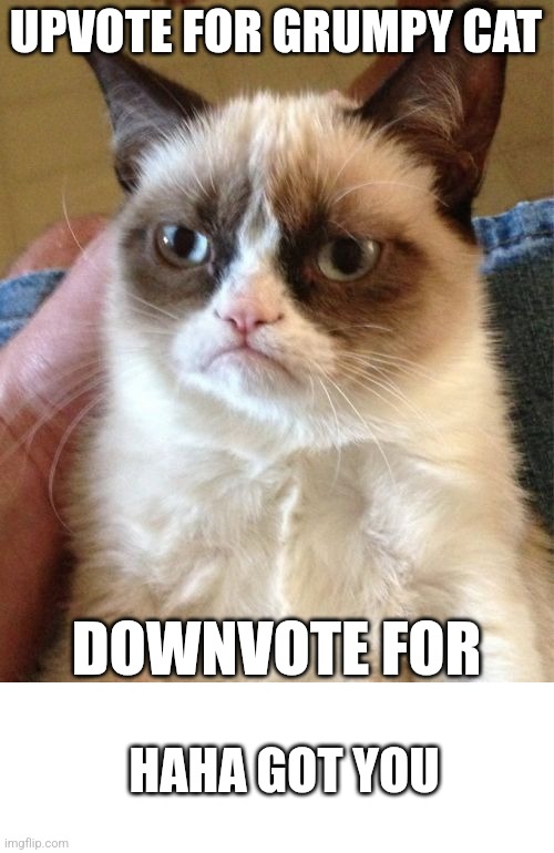 Upvote begging | UPVOTE FOR GRUMPY CAT; DOWNVOTE FOR; HAHA GOT YOU | image tagged in memes,grumpy cat | made w/ Imgflip meme maker